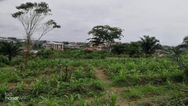 Abidjan immobilier | Terrain à vendre dans la zone de Bingerville à 27 000 FCFA  | Abidjan-Immobilier.net